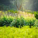 do zucchini plants require trellis