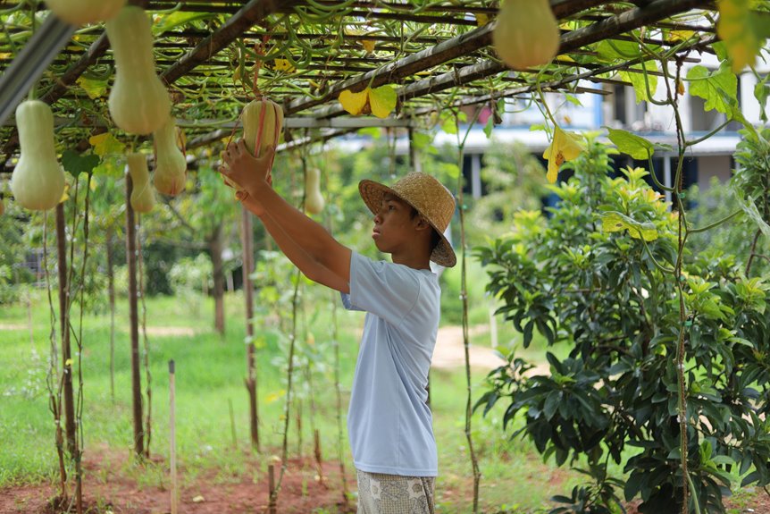 does squash require trellis growth