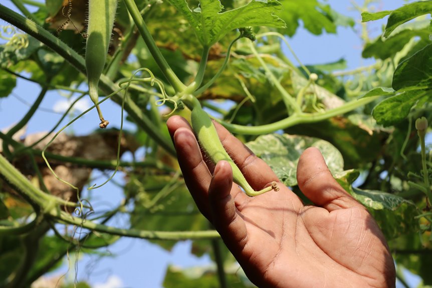 okra trellis and plant support
