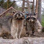 raccoons adept fence climbing skills