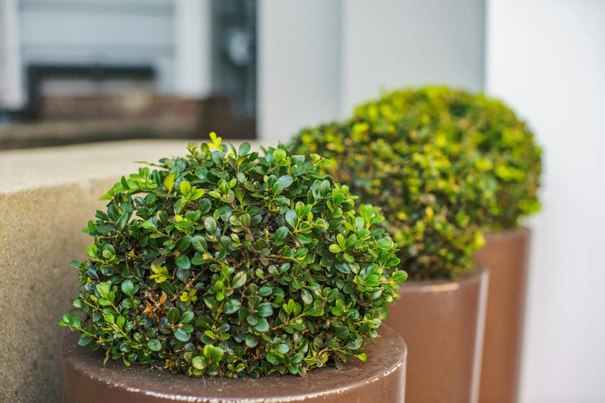 seasonal planting times for shrubs