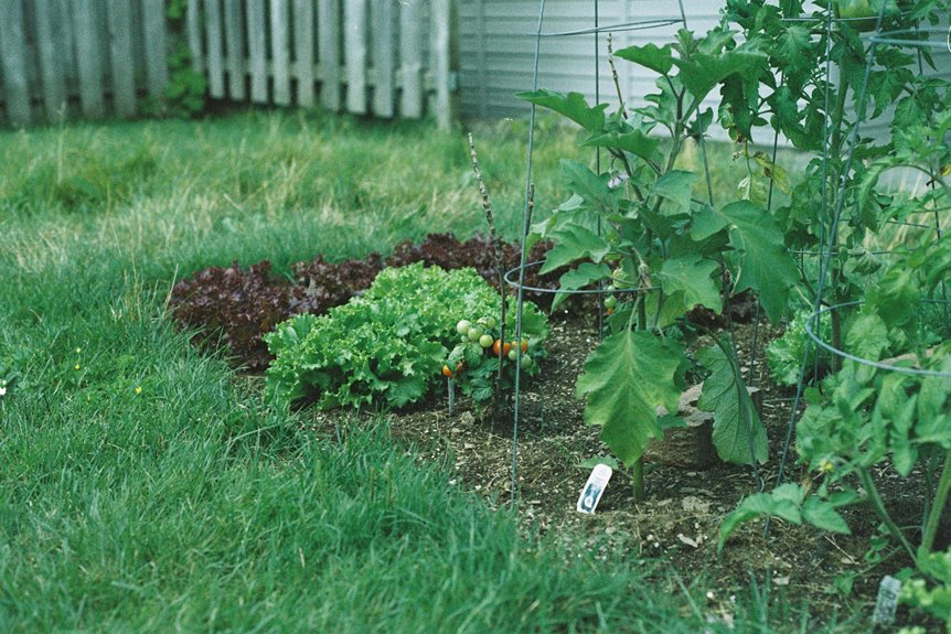 tomatoes require deep raised beds
